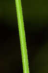 Greenwhite sedge